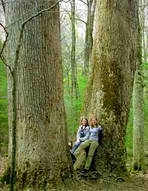 Tall poplars of Joyce Kilmer Memorial Forest