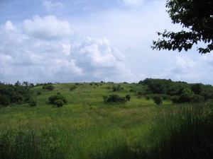 Oak Knob in July