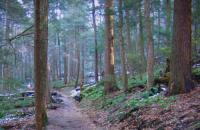 Trillium Gap Trail