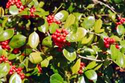 Berries on Charlie's Bunion trail