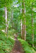 Slickrock Creek Trail above Calderwood Lake